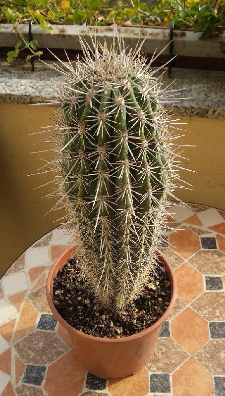 Pachicereus pringlei.jpeg